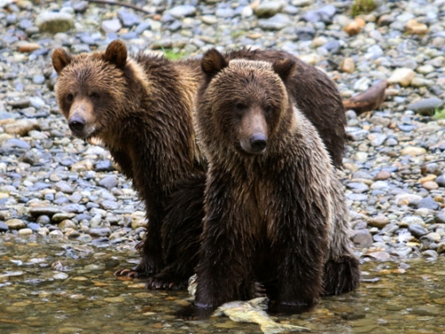 Orford River Grizzly Expedition
